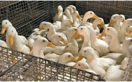 H5N1 Bird Flu: Could Asymptomatic Infections Be Spreading? New Study Sounds Alarm ON