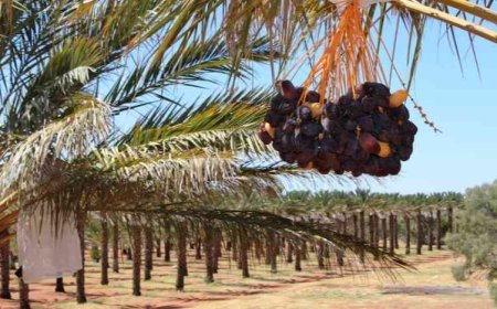 Green Innovation: Royal Palm Dates Group Reimagines the Date for a Zero-Waste Future