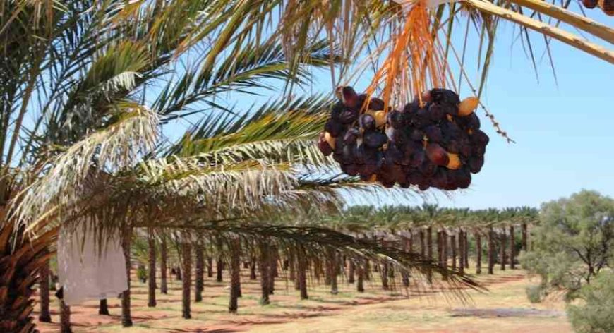 Green Innovation: Royal Palm Dates Group Reimagines the Date for a Zero-Waste Future