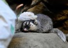 Taiwan Reports New Rabies Cases Linked to Ferret-Badgers