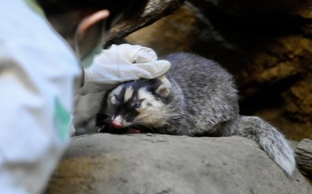 Taiwan Reports New Rabies Cases Linked to Ferret-Badgers