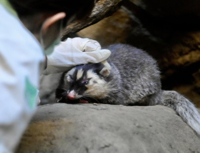 Taiwan Reports New Rabies Cases Linked to Ferret-Badgers