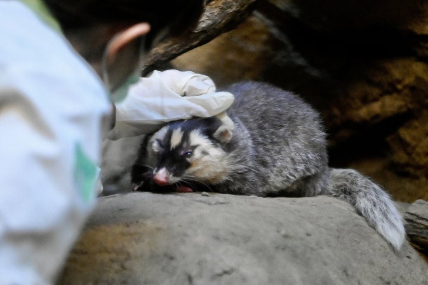 Taiwan Reports New Rabies Cases Linked to Ferret-Badgers